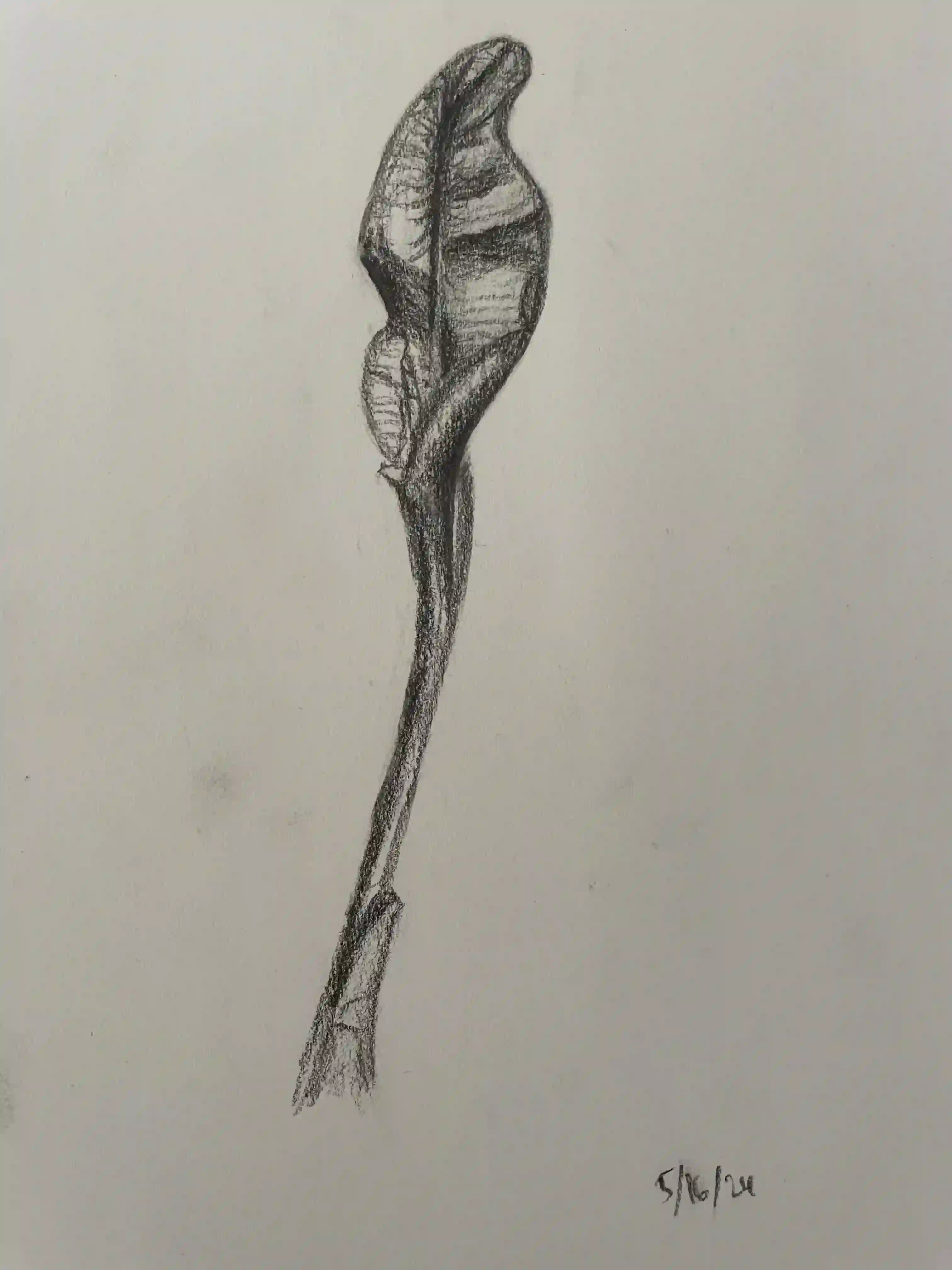 arts/drawings/banana-leaf