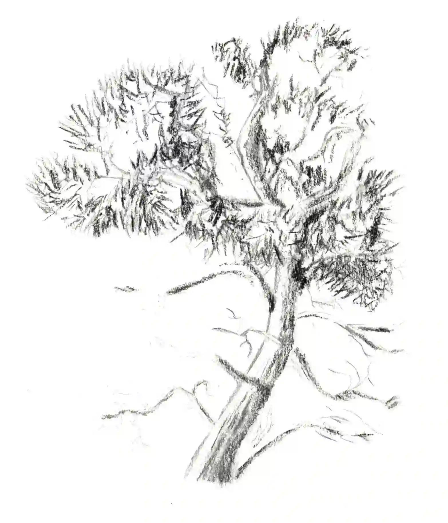 arts/drawings/tree