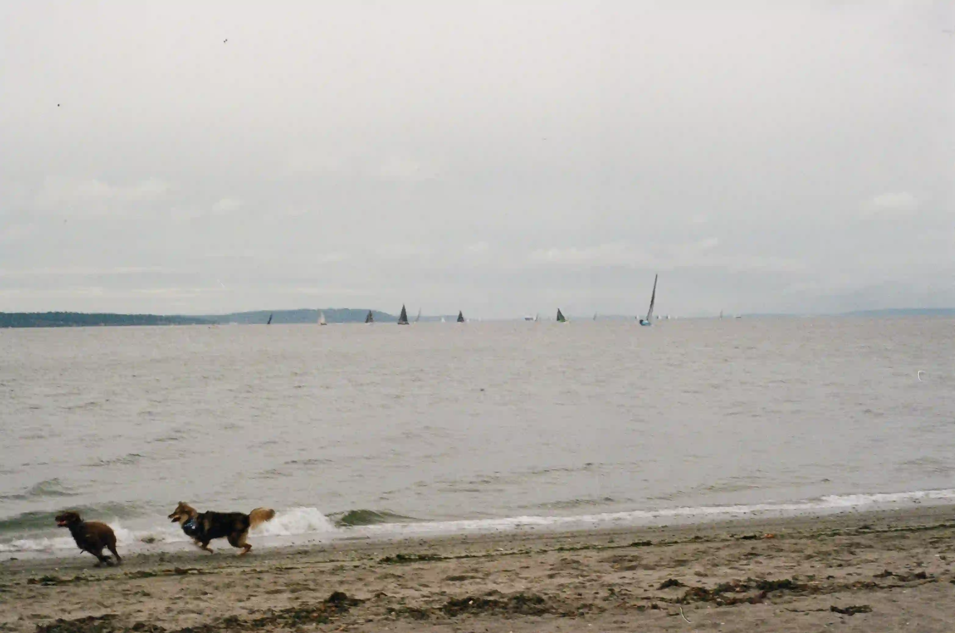 film/11-30-2025/dogs-gold