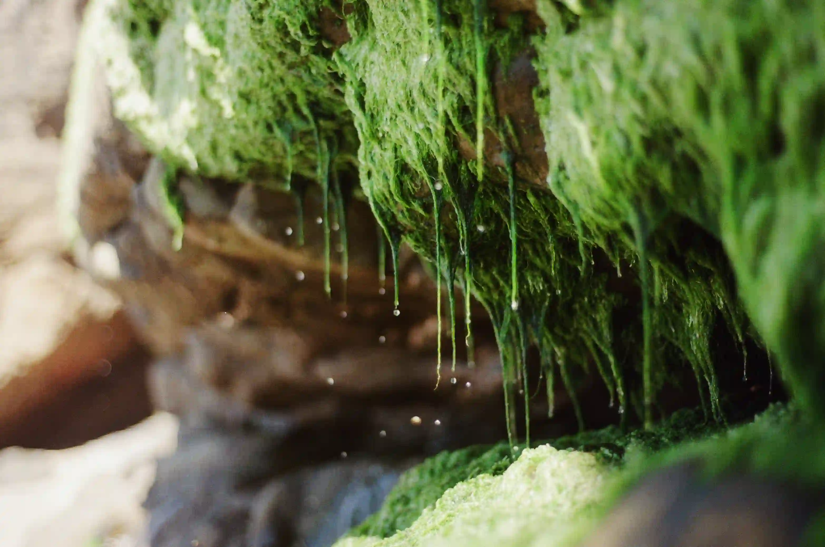 film/11-30-2025/mossmacro