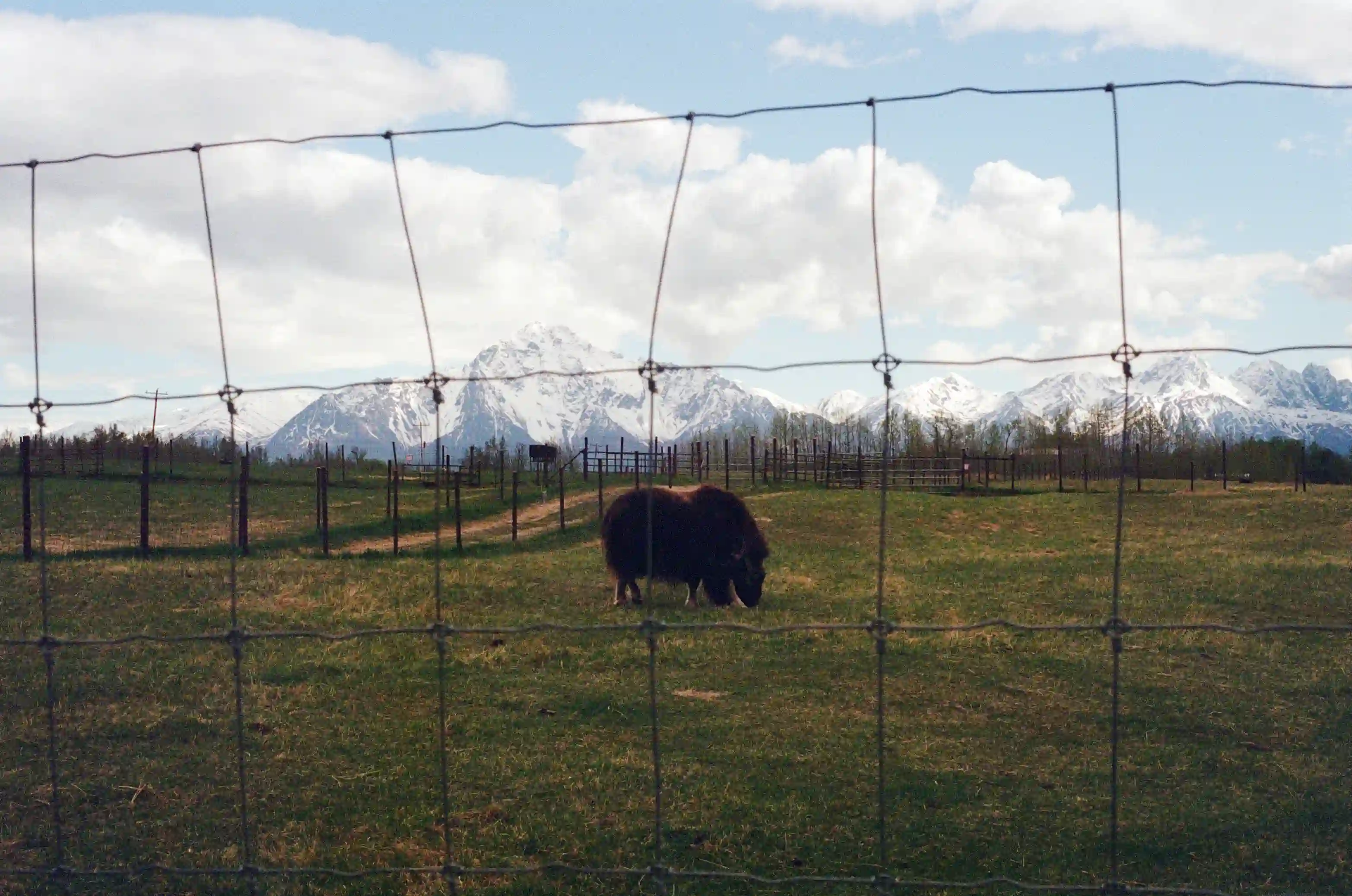 film/7-7-2026/musk-ox