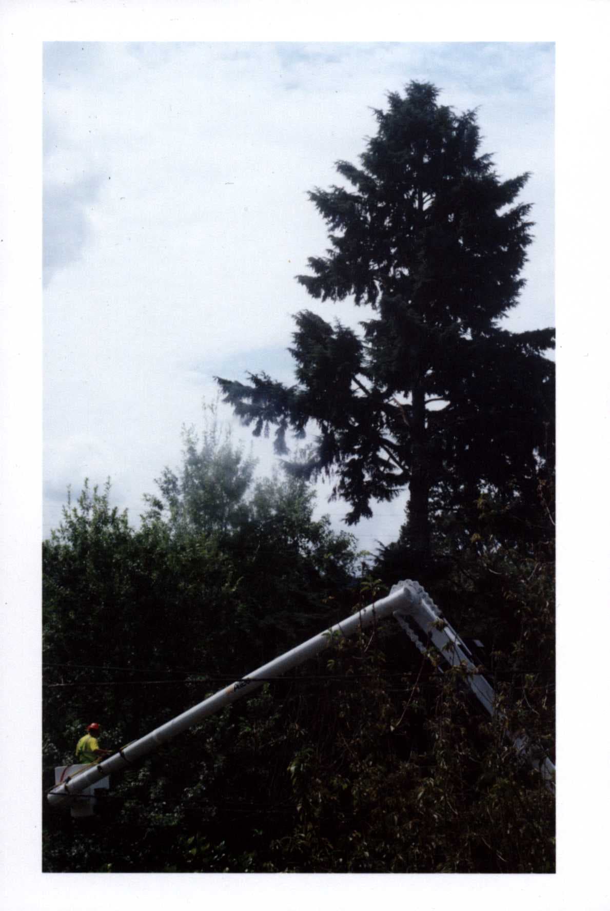 film/9-30-2024/arborists.jpg