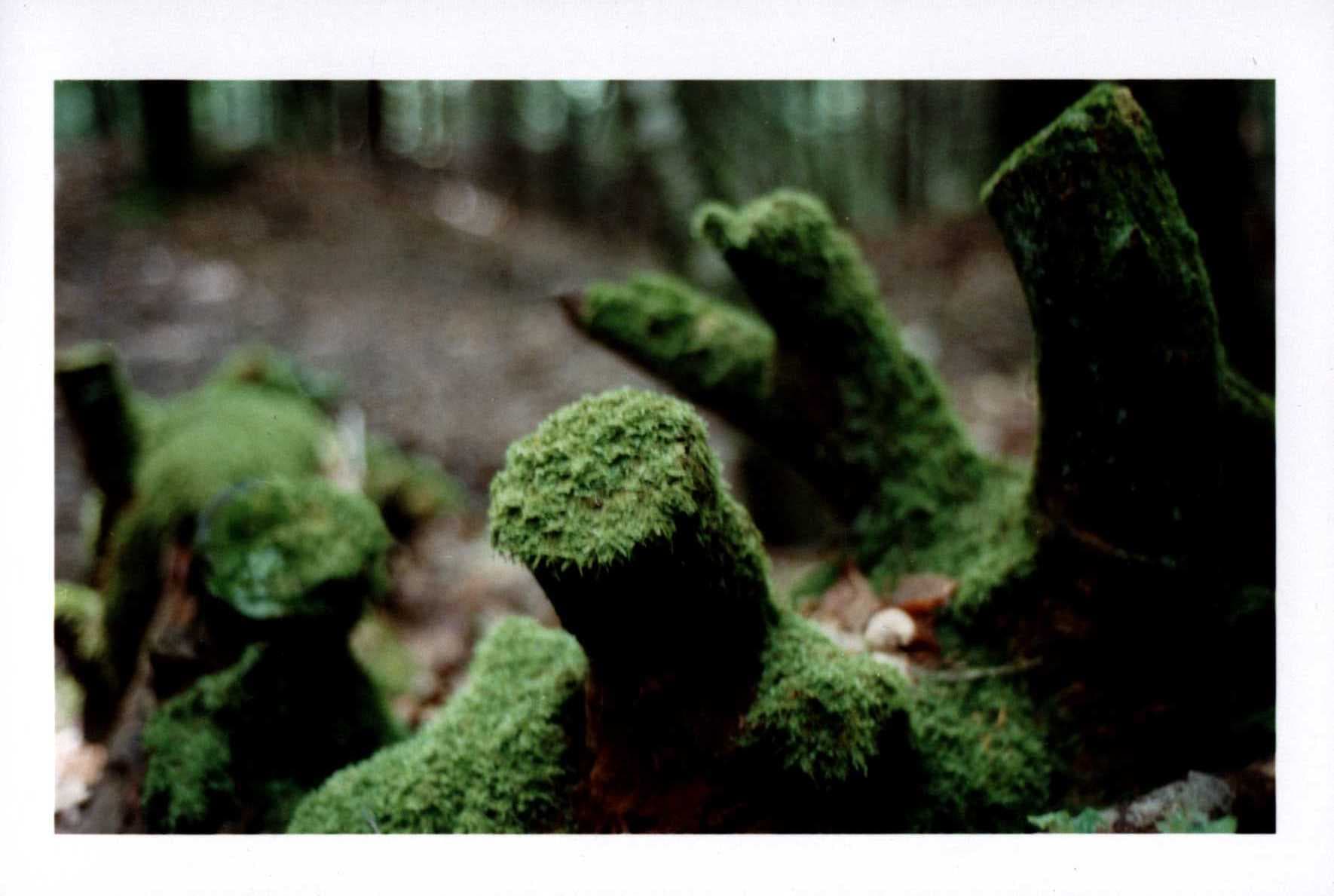 film/9-30-2024/moss.jpg