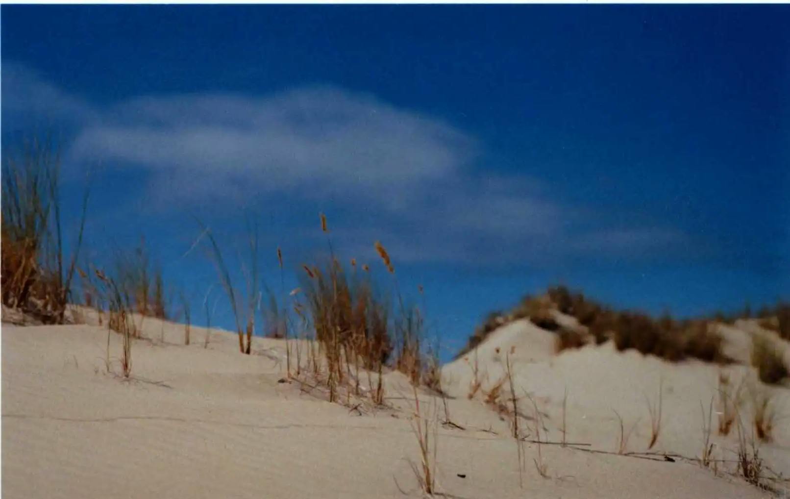 film/florence dunes