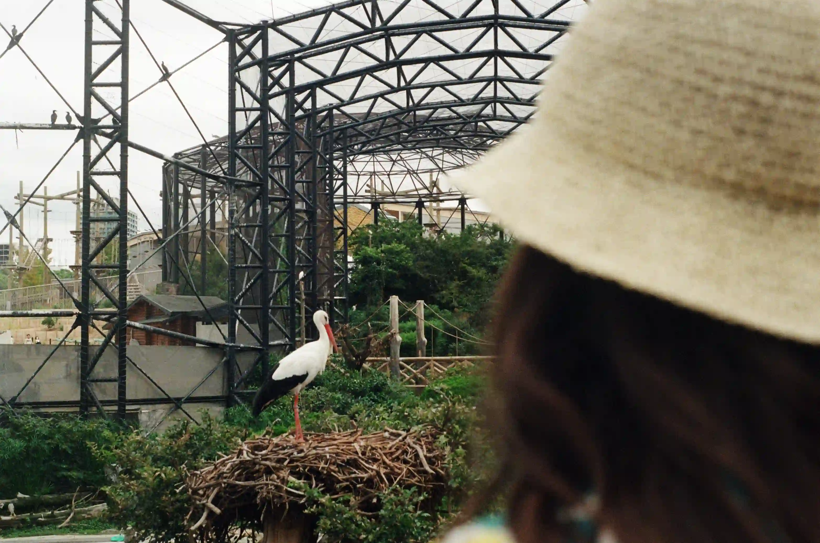 film/japan/tenedo-zoo