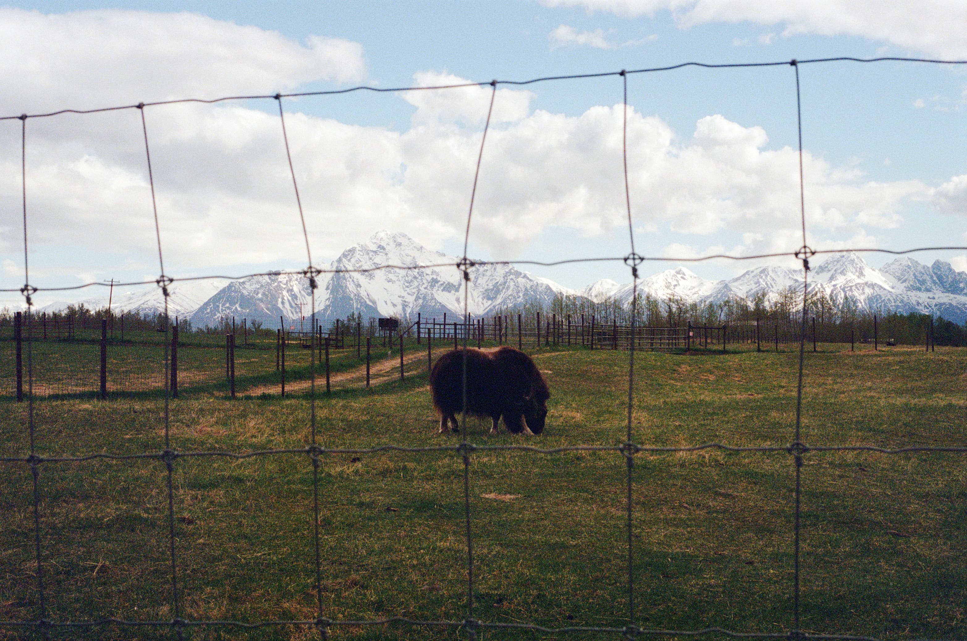 film/7-7-2026/musk-ox